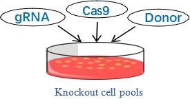 Knockout cell pools