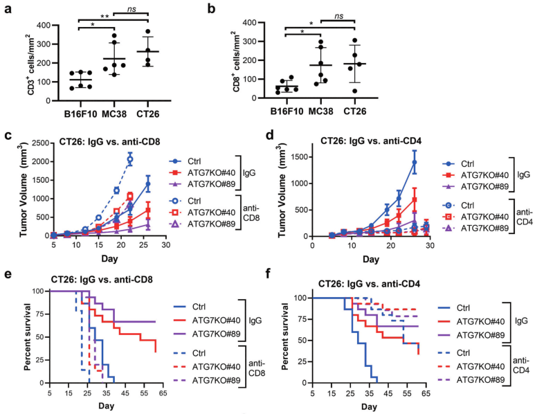 CD8 + and CD4 + T cell contribution to cancer-cell dependence on ATG7 in vivo.