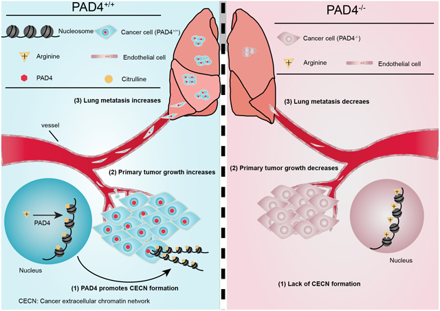 Overview of PAD4 mediated Lung metastasis