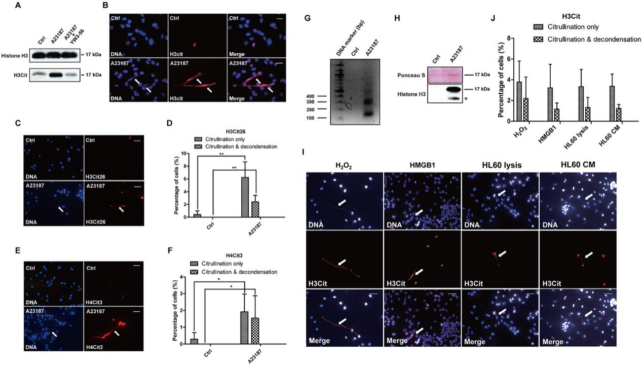 Activation of PADI4 leads to hyper-citrullination and CECN formation in 4T1 cells in-vitro.