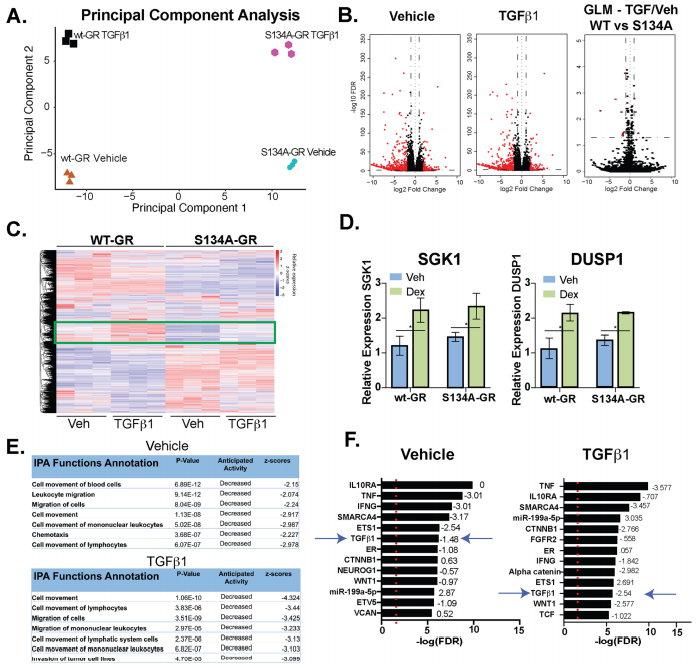WT vs. S134A-GR transcriptomes in TGFβ1-treated MDA-MB-231 cells