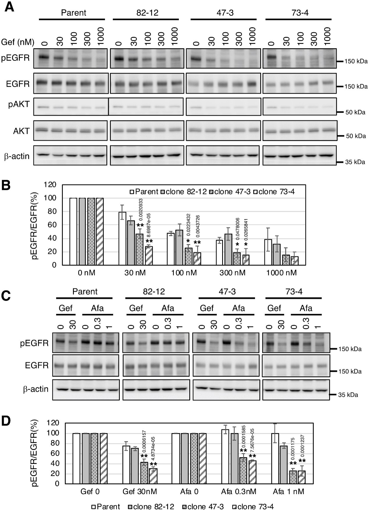EGFR phosphorylation is markedly reduced by TKI treatment in cells with two copies of L858R EGFR.