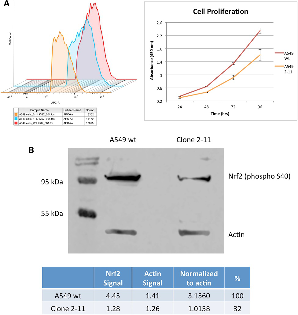 Cellular Proliferation Profile of NRF2- Knockout A549 Cells and Western Blot Analysis