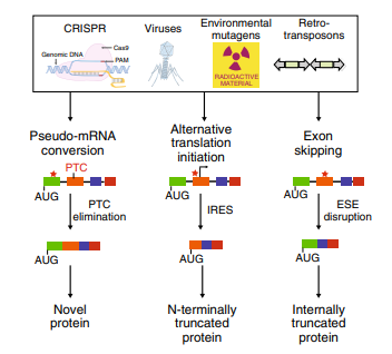 Cellular mechanisms for countering INDEL effects revealed by CRISPR failures