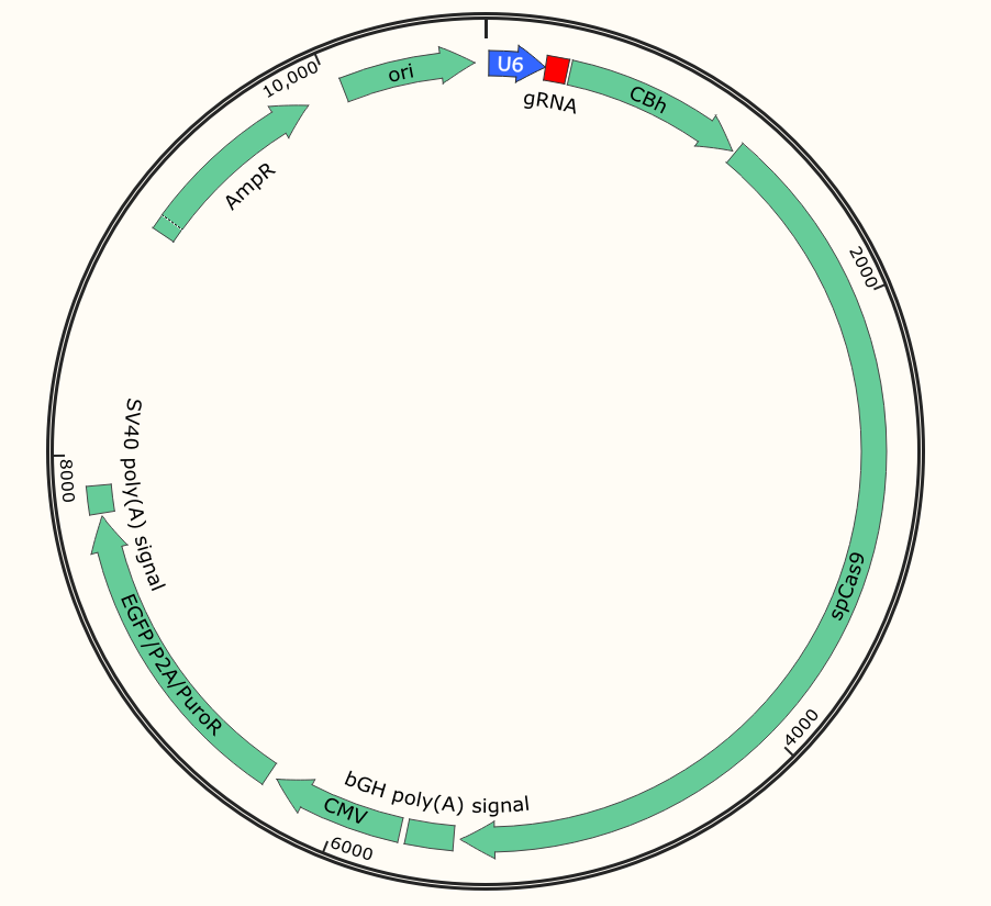  All in one plasmid vector
