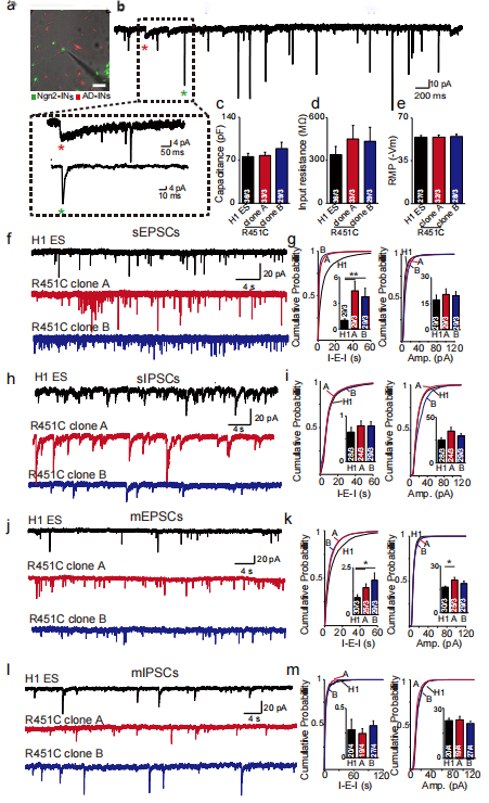 NLGN3 R451C enhanced the intensity of excitatory synaptic transmission