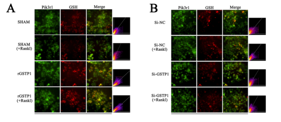 S-glutathionylation of Pik3r1 upregulated by GSTP1 inhibits its phosphorylation