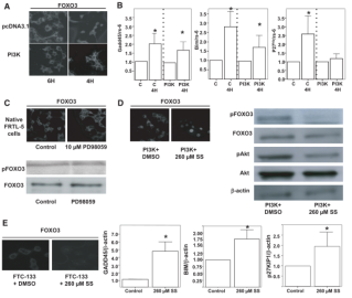 SS reactivates FOXO3 in cells constitutively activated by PI3K/AKT signaling pathway