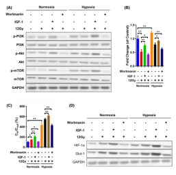 Effect of inhibition of Glut-1 and HIF-1αprotein expression level by PI3K pathway under hypoxic, post-irradiation conditions 