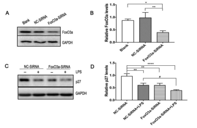 Knockdown of FOXO3a in PI3K/AKT signaling pathway can further reduce the expression of p27 mediated by LPS