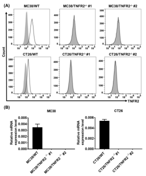TNFR2 gene knockout MC38 and CT26 colon cancer cell lines constructed by CRISPR/Cas9. (A) Flow cytometry analysis; (B) Real-time fluorescence quantitative analysis