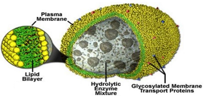 Structure of lysosome