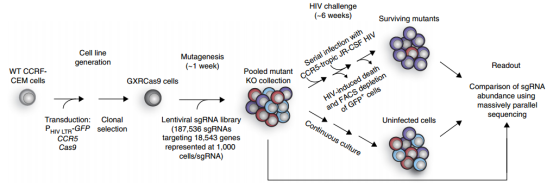 Genome-wide CRISPR screening of HIV host dependent factors