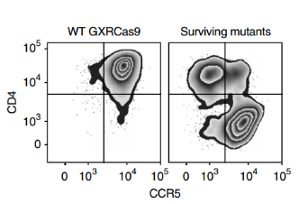  Flow cytometry analysis (representative of 3 independent experiments) quantified the expression of CD4 and CCR5 on the surface of wild-type GXRCas9 cells and GXRCas9 cells infected with a genome-wide sgRNA library and continuously infected with HIV-1 strain JR-CSF.