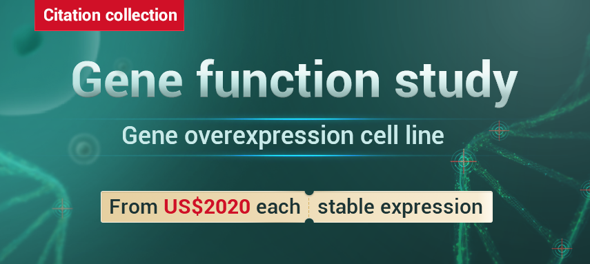 Gene overexpression cell line