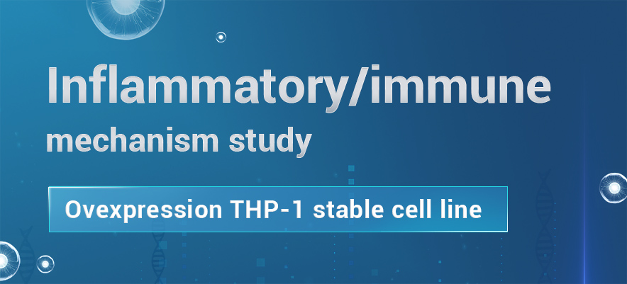 THP-1 overexpression stable cell line