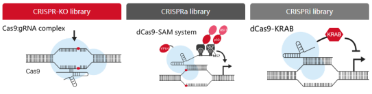 3different CRISPR libraries