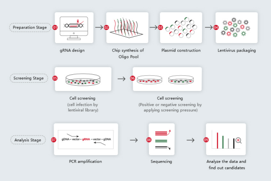 CRISPR library construction and screening process