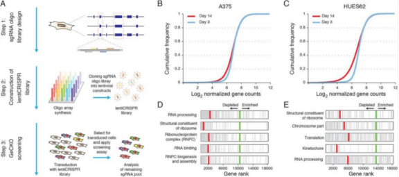 Screening A375 and HUES62 survival essential genes by CRISPR library