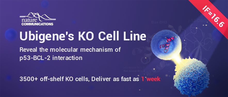 Gene knockout cell line(KO cell line)