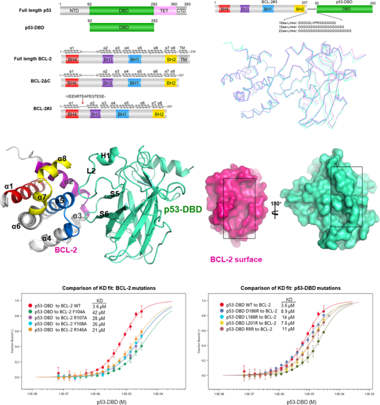 Structure of p53 and anti-apoptotic protein BCL-2 complex