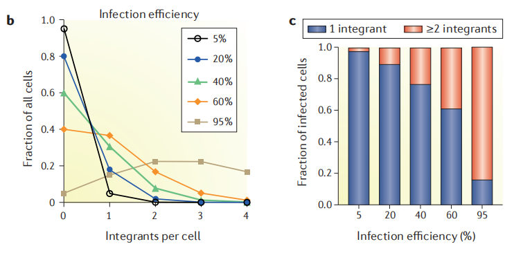 Different infection efficiencies correspond to the number of sgRNA copies integrated per cell