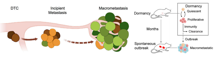  Tumor cell metastasis escape model 