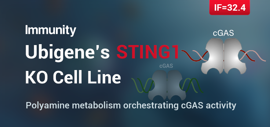 Ubigene’s STING1 KO cell line helps reveal polyamine metabolism orchestrating cGAS activity 