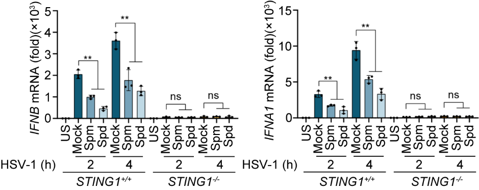 Spermine and spermidine selectively inhibited cGAS-STING signaling