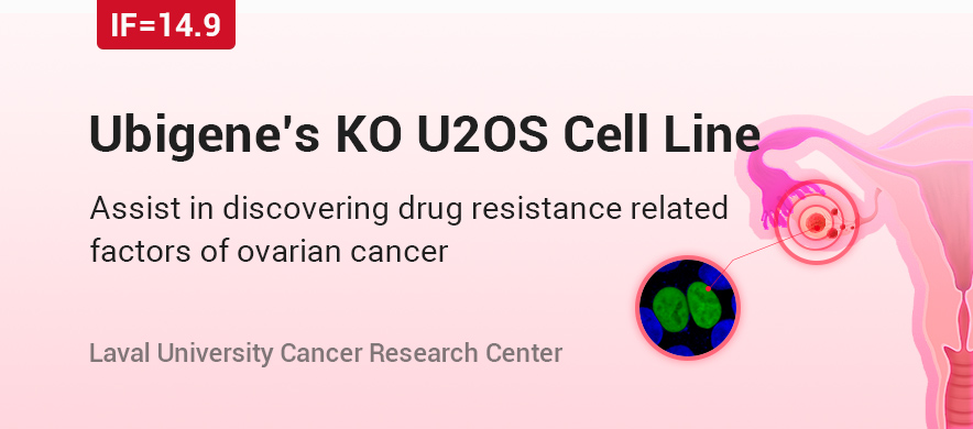 ZNF432 knockout U2OS cell line helped discover drug resistance related factors of ovarian cancer