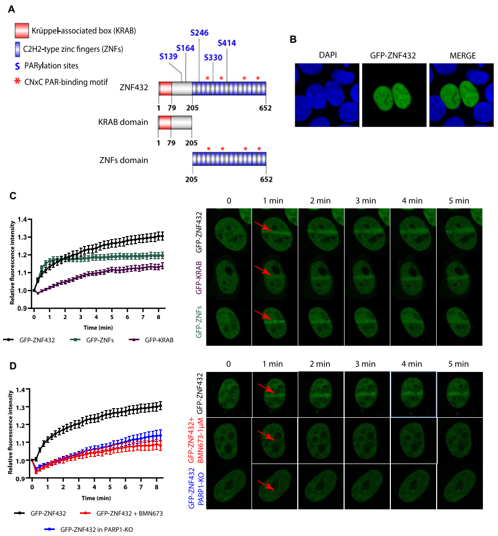 Inhibition of DNA repair by ZNF432 depends on the synthesis of PARP-1 and PAR