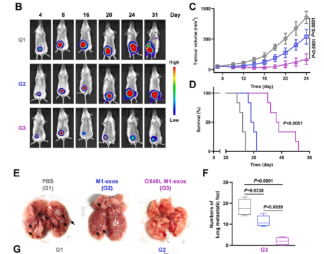 Evaluation of the effect of inhibiting tumor growth and metastasis in vivo