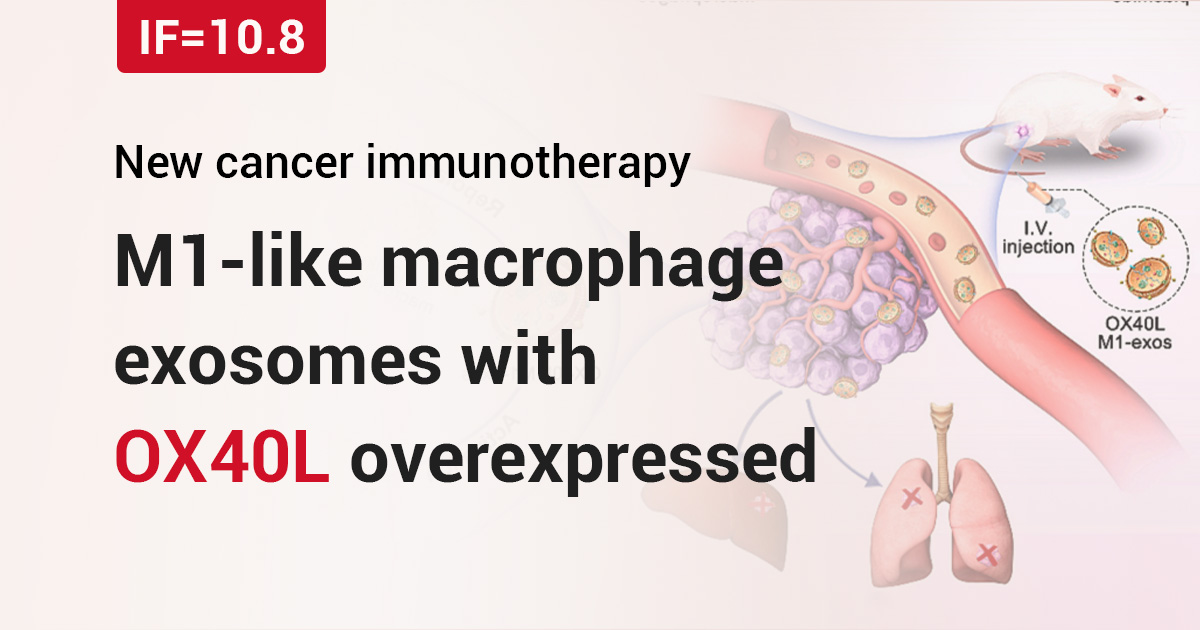 M1-like macrophage exosomes with OX40L overexpressed for cancer immunotherapy