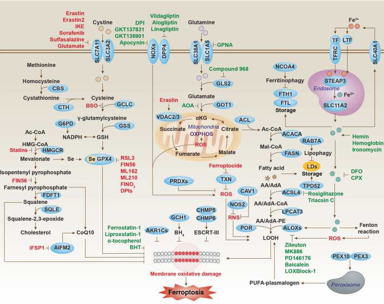 Ferroptosis-regulated signaling pathway[4