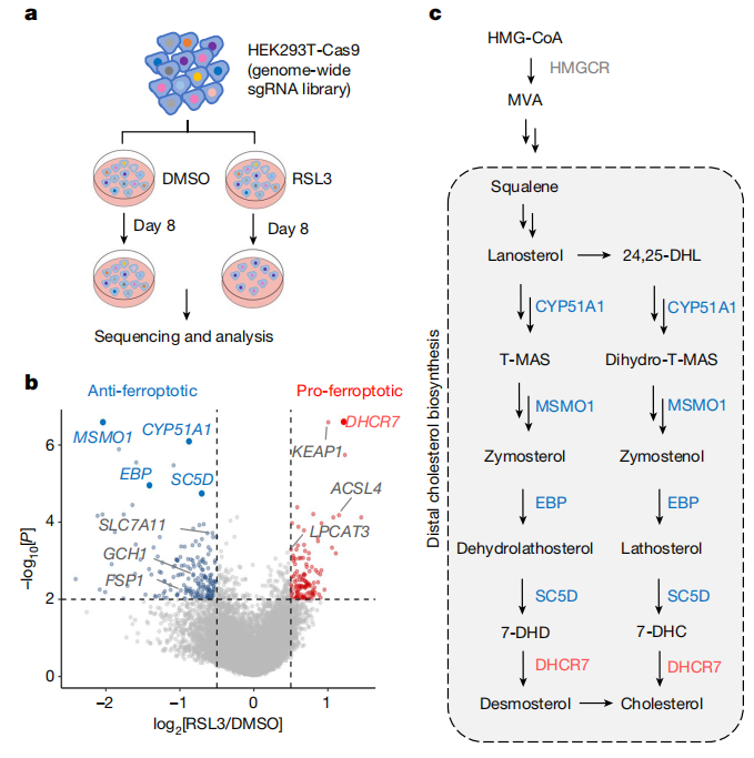 The genome-wide knockout library revealed the relationship between distal cholesterol synthesis pathway and ferroptosis[8]