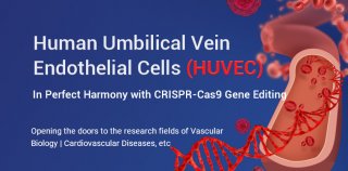 The HUVEC cell line combined with CRISPR-Cas9 gene editing works so well!