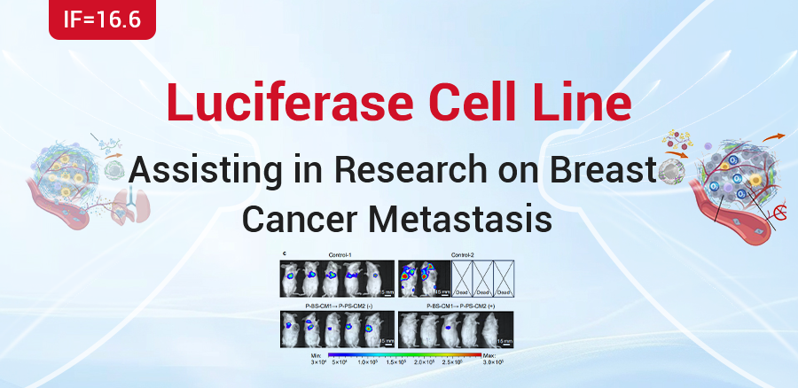 IF=16.6|Ubigene’s Luciferase Cell Aids in the Study of Disseminated Breast Cancer Metastasis