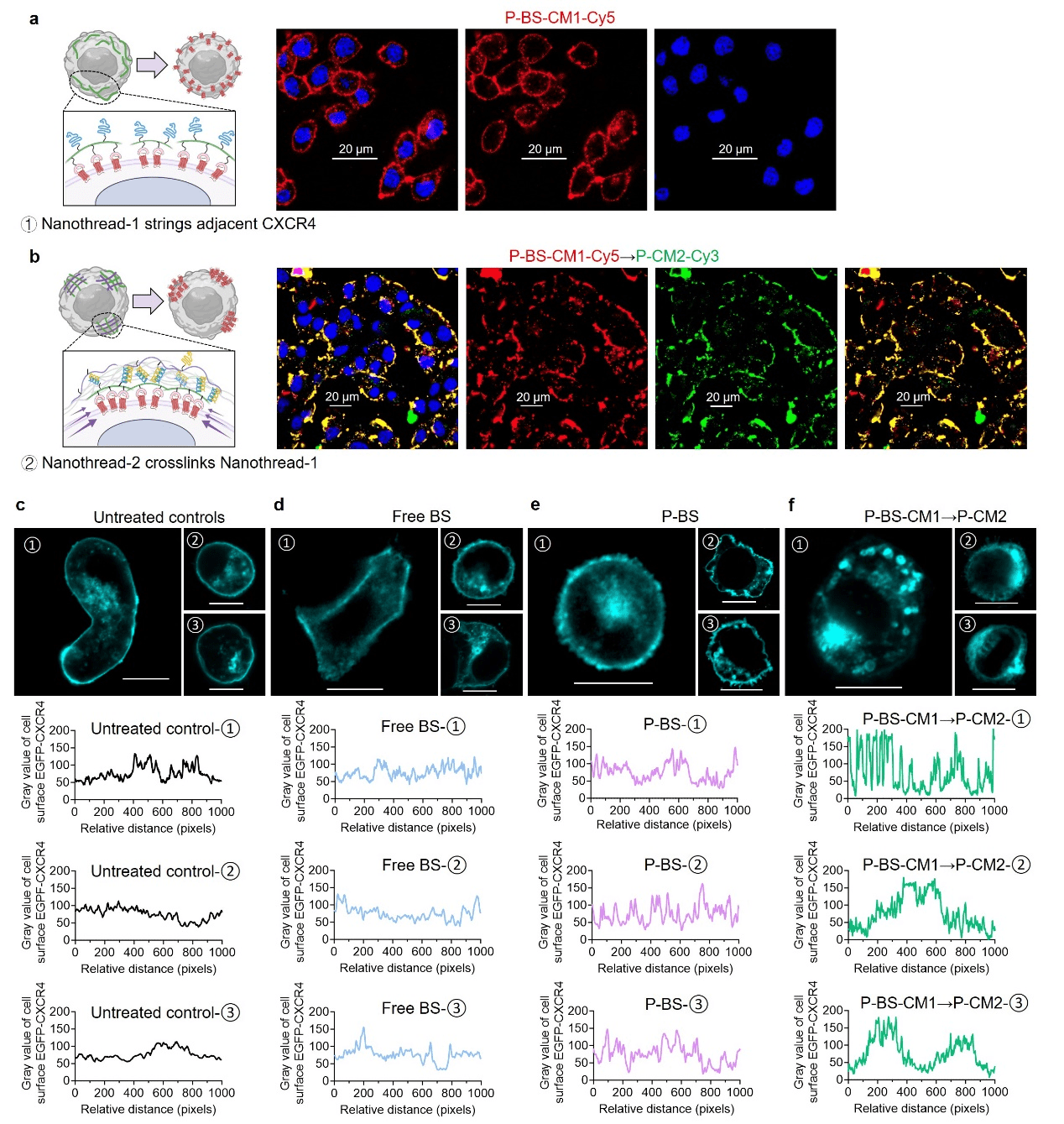 Network cross-linking strategy inducing CXCR4 clustering on the cell surface
