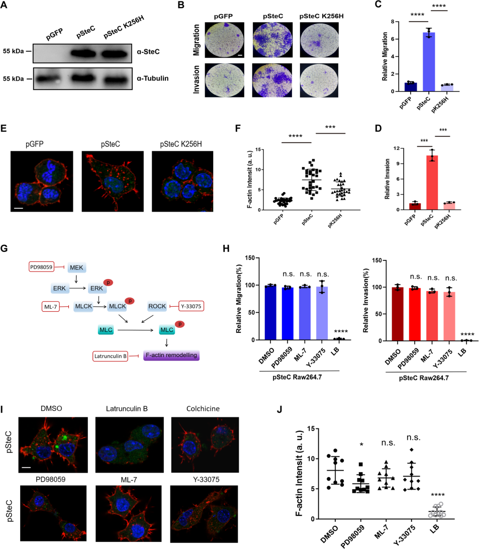 SteC induces actin rearrangement and the migration/invasion properties of macrophages in a MEK/ERK/MLCK pathway-independent manner