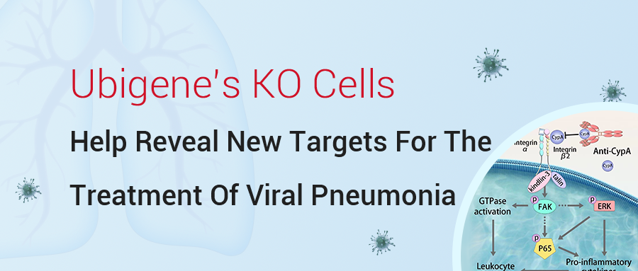 IF=12.4|Gene KO THP-1 Cells Help Reveal New Targets For The Treatment Of Viral Pneumonia | Ubigene
