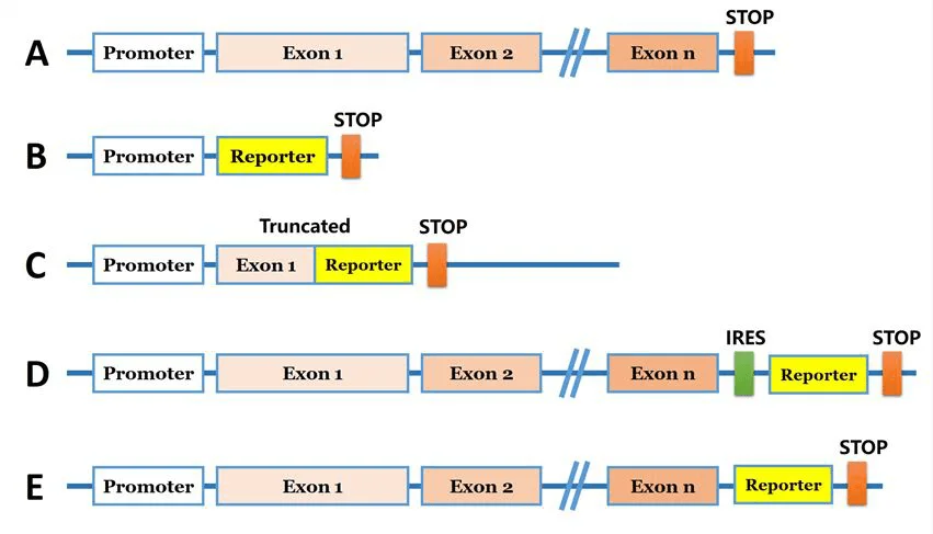 Common strategies for reporter gene knock-in