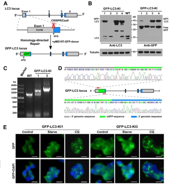 Knock-in of GFP-LC3 at the MAP1LC3B locus in 293FT cells