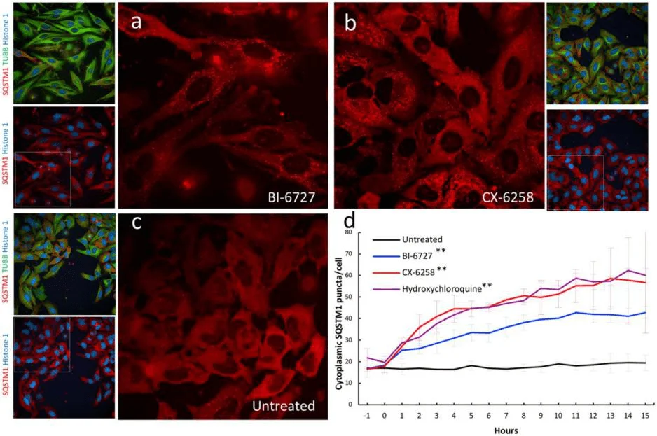 Validation of kinase inhibitors that induce autophagic vesicle accumulation in triple-labeled HELA cell lines