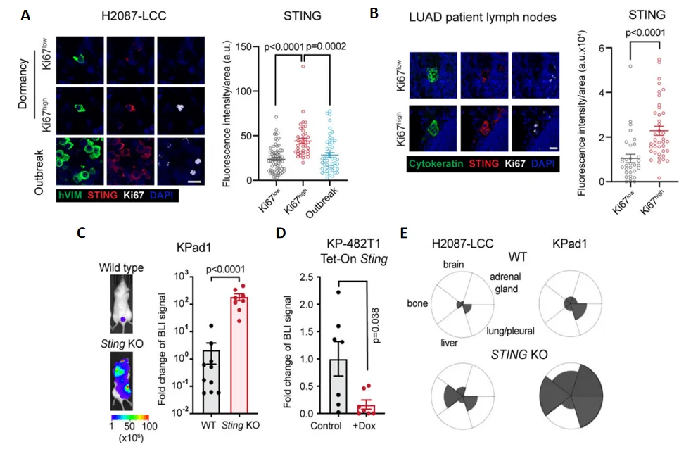 Target validation of STING[1]