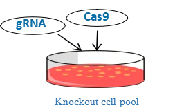 crispr-ko-cell-pool