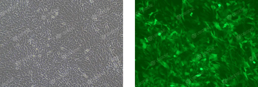 EO771 Cells After Lentiviral Infection