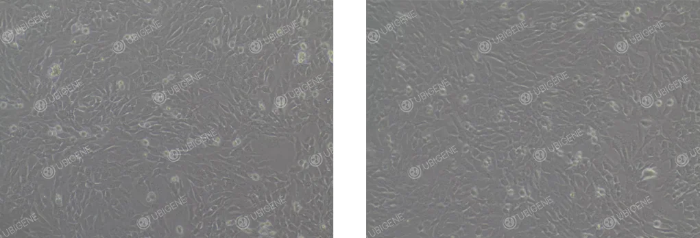 Normal HEI-OC1 Cell Growth