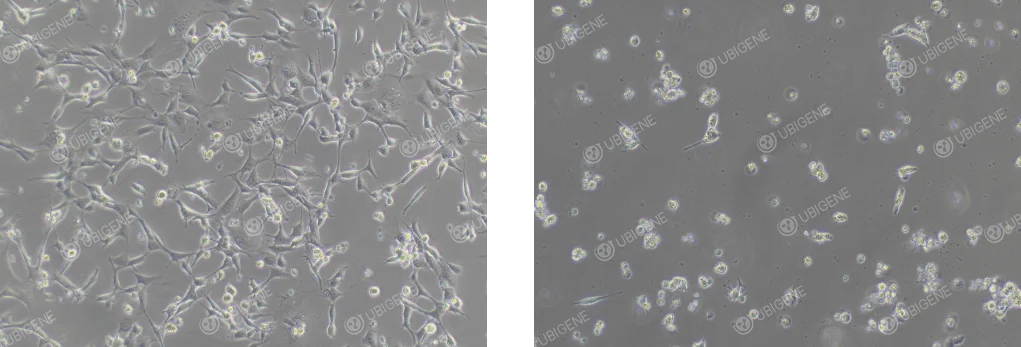 Poor HEI-OC1 Cell Growth