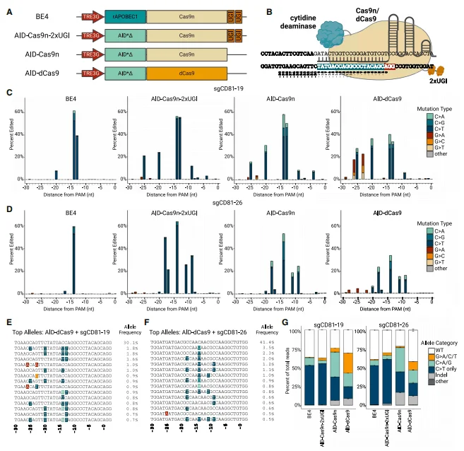 highly mutagenic AID–dCas9 base editor