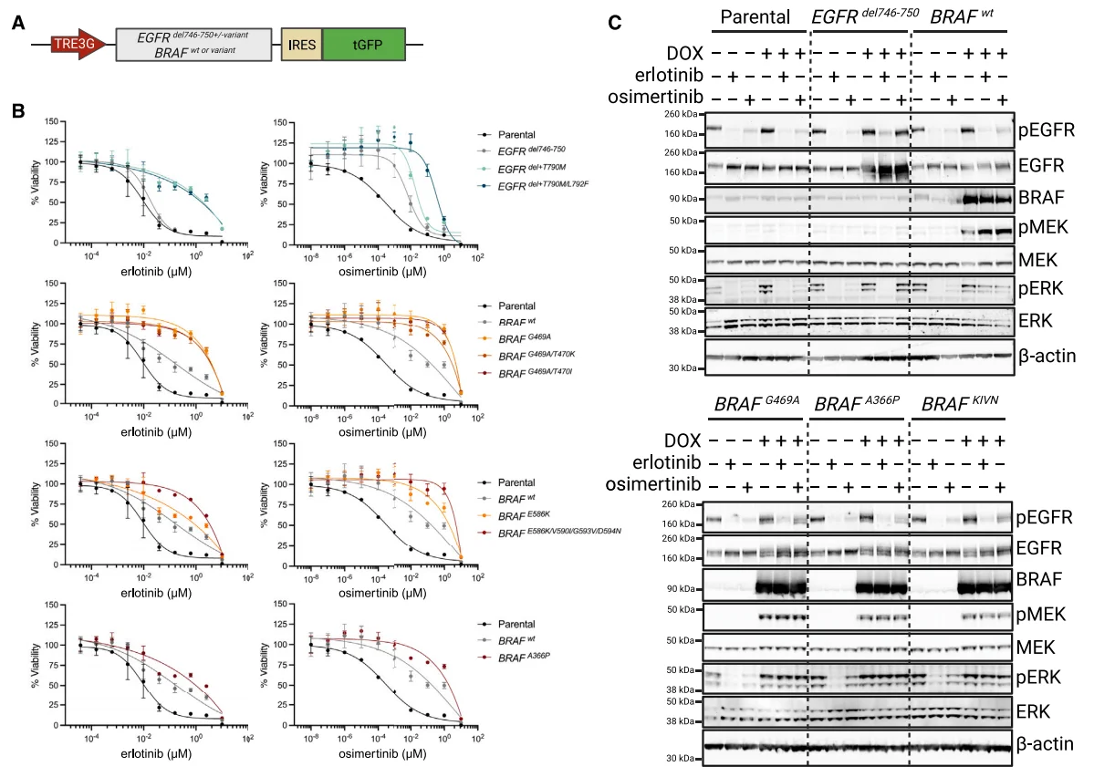 Overexpression of DOX-inducible EGFR and BRAF